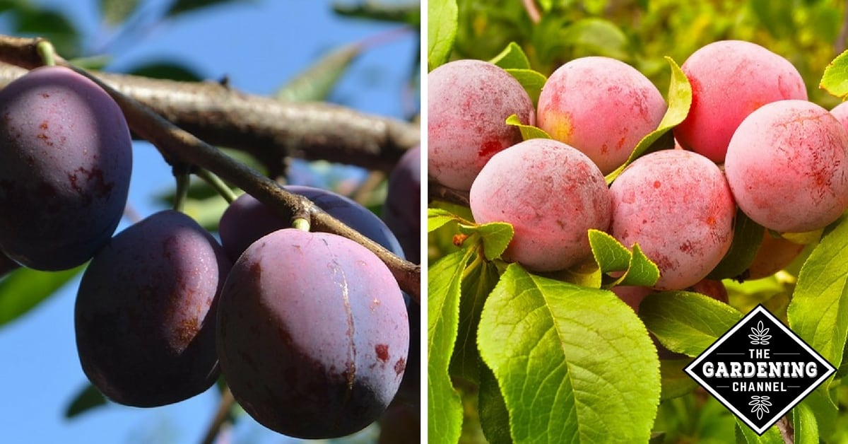 How to Grow Plums Gardening Channel