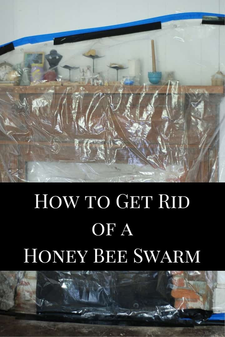 How To Get Rid Of Honey Bees, Swarms And Hives In Your House ...