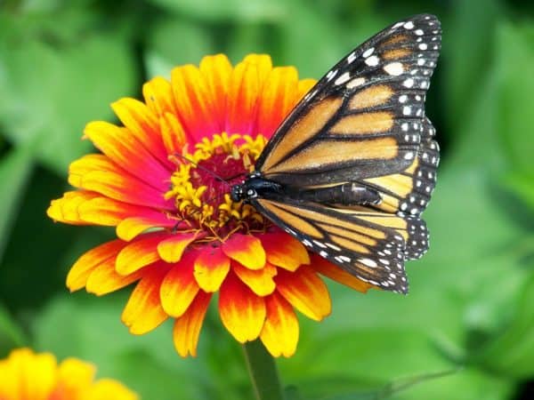 Quick Tip: Building a Successful Butterfly Garden - Gardening Channel