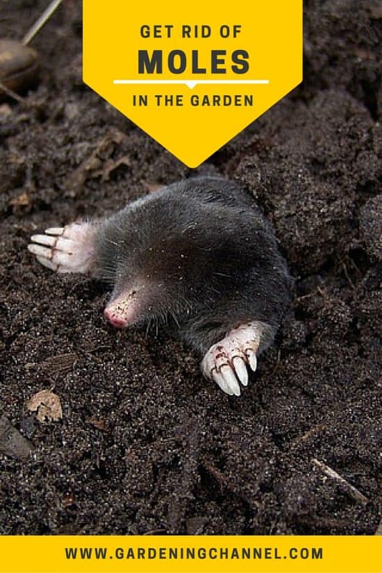 Get Rid of Moles in the Garden