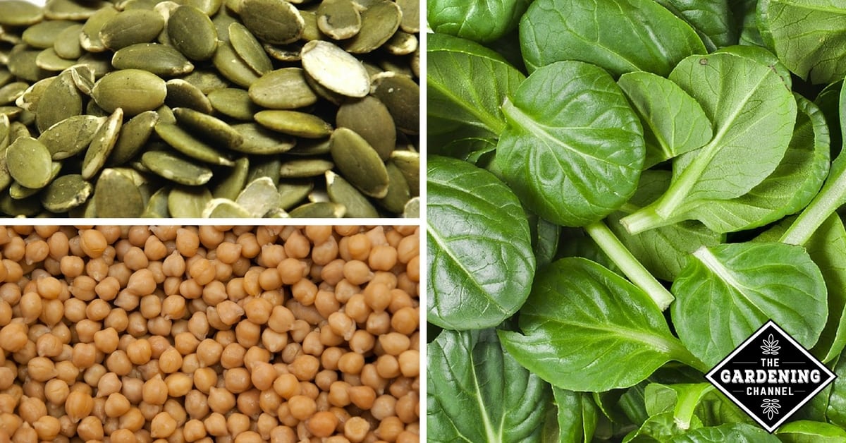 Great Vegetable and other Plant Based Sources of Iron - Channel