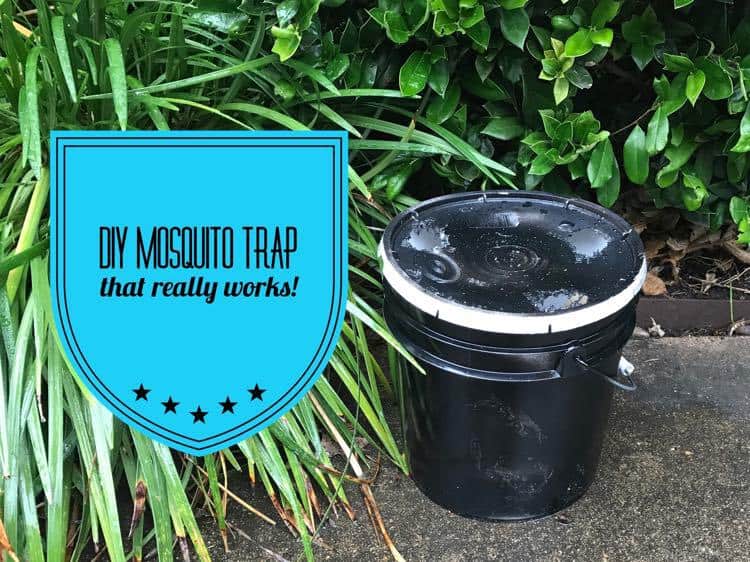 DIY Mosquito Trap With A 3 Or 5 Gallon Bucket - Gardening Channel