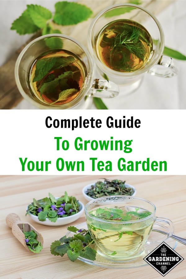 How To Grow, Care For, And Harvest Your Own Tea Garden - Gardening Channel