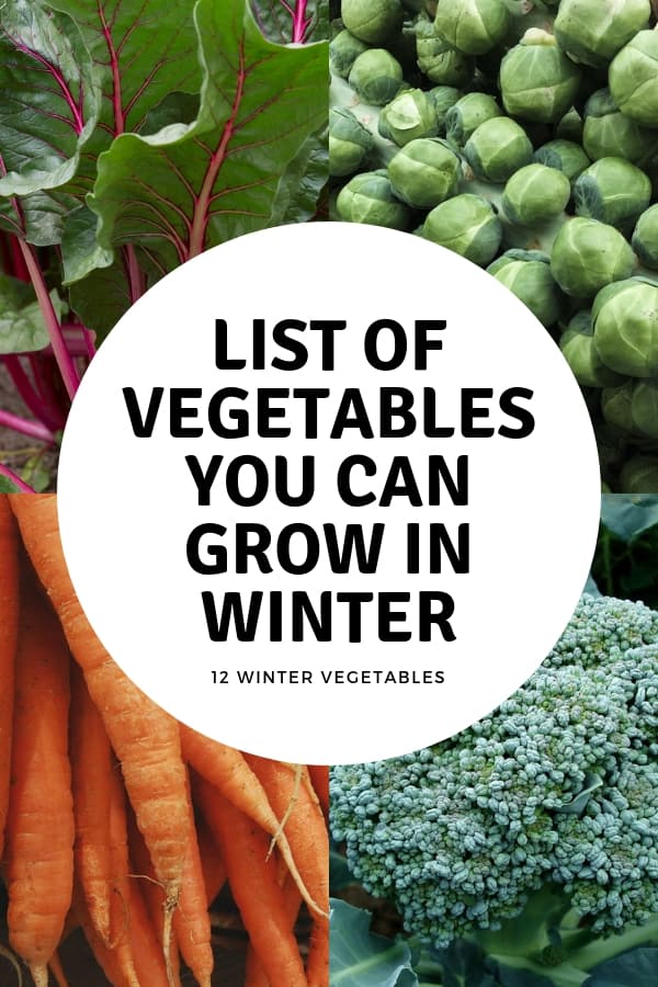 Winter Gardening Tips: You Can Grow These Vegetables - Gardening Channel