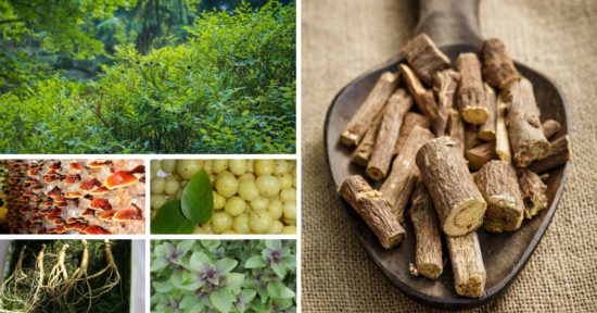 List Of Adaptogens, And What These Adaptogenic Herbs Can Do For You ...