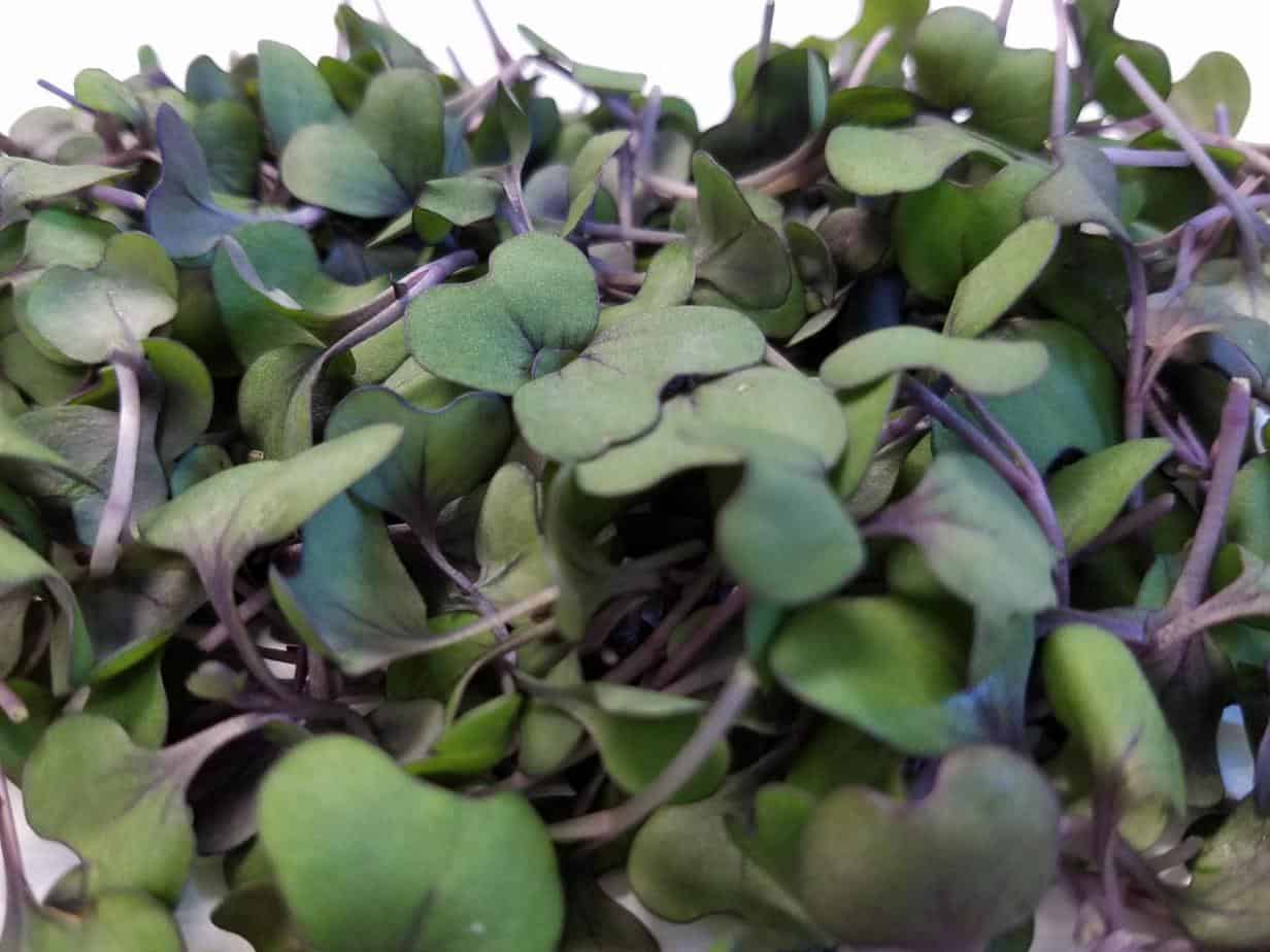 Microgreens provide serious nutrition in a small package 