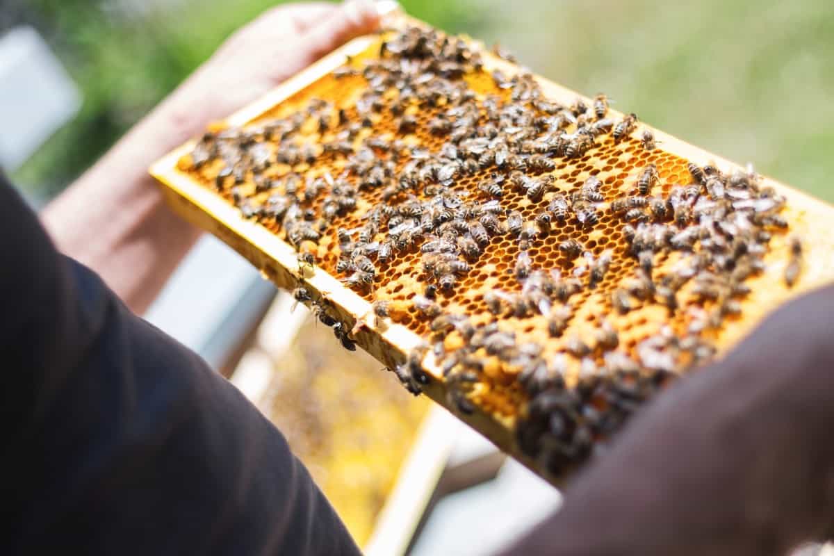 75 percent of honey worldwide contaminated with neonicotinoid ...