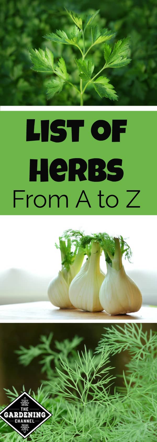 List Of Herbs From A To Z - Gardening Channel