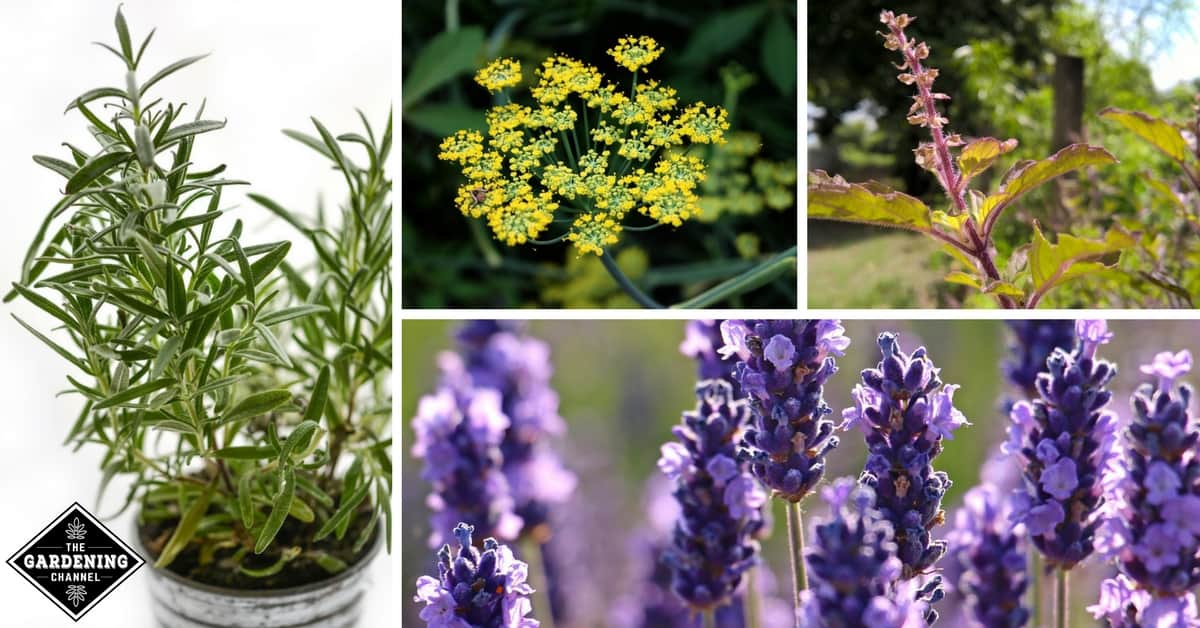 14 Top Medicinal Herbs You Should Grow - Gardening Channel on {keyword}