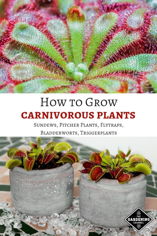 How To Grow Carnivorous Plants - Gardening Channel