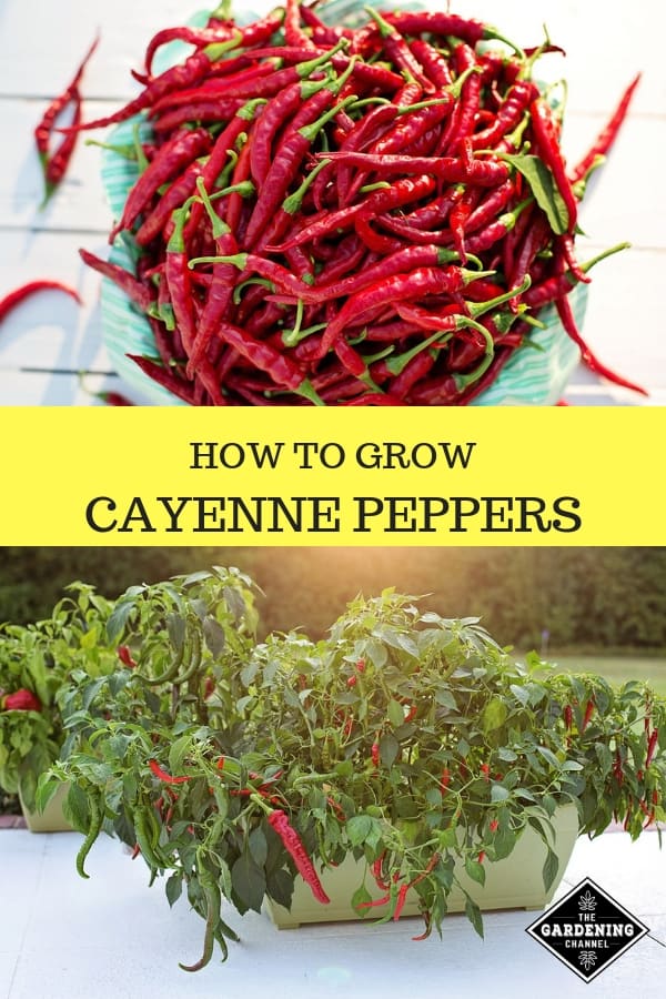 How To Grow Cayenne Peppers - Gardening Channel