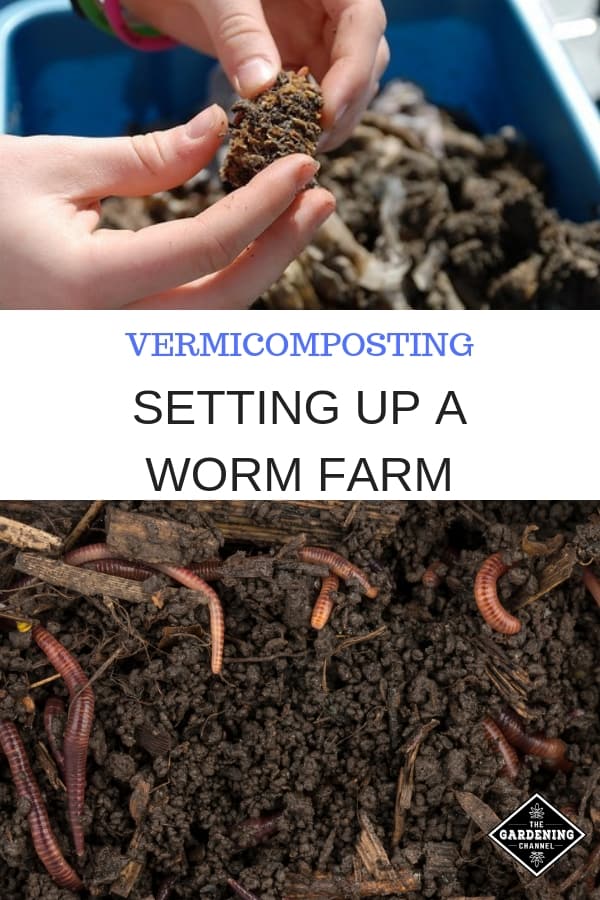 Vermicomposting: How To Start Worm Farming - Gardening Channel