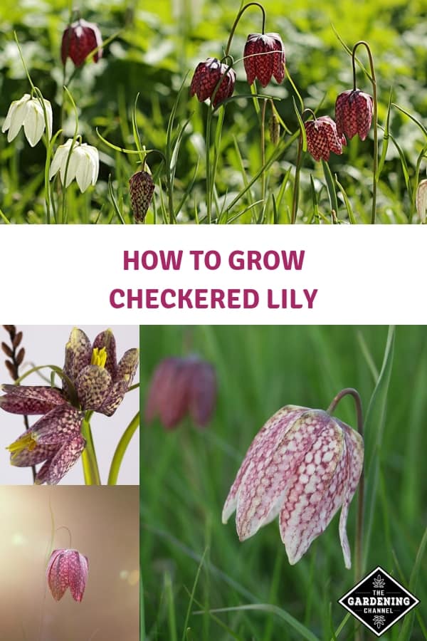 How To Grow Checkered Lily Flowers (Fritillaria Meleagris, Snake’s Head ...