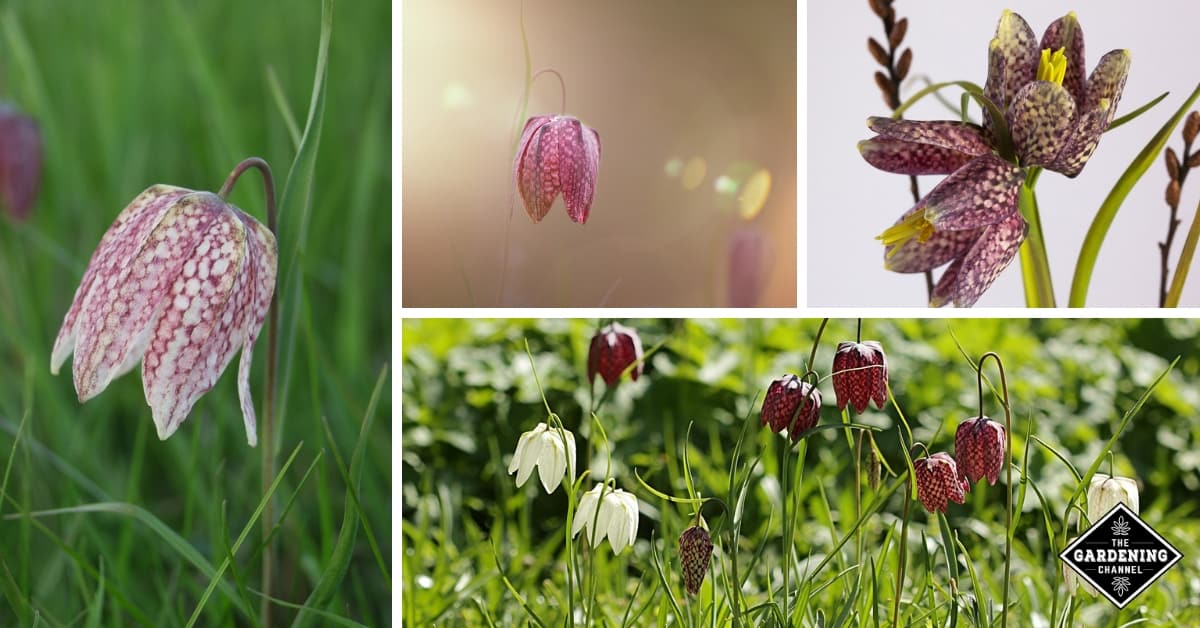 How To Grow Checkered Lily Flowers (Fritillaria Meleagris, Snake’s Head ...