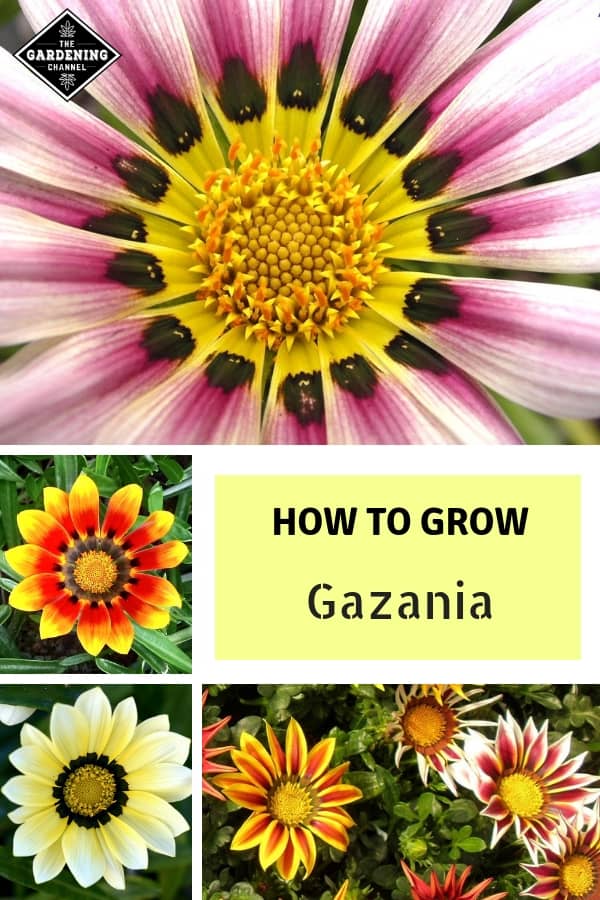 How To Grow Gazania (Treasure Flower, African Daisy) - Gardening Channel