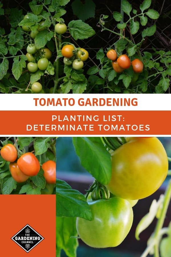 List Of Determinate Tomatoes From A To Z - Gardening Channel