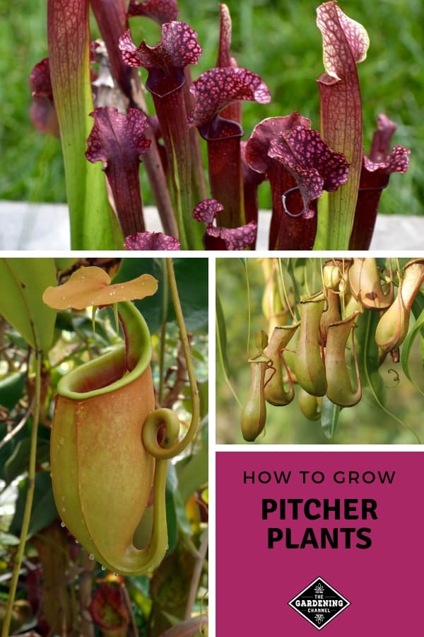 How To Grow Pitcher Plants - Gardening Channel