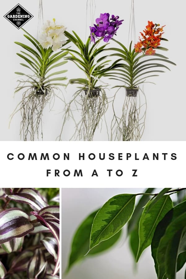 List Of Common Houseplants From A To Z - Gardening Channel