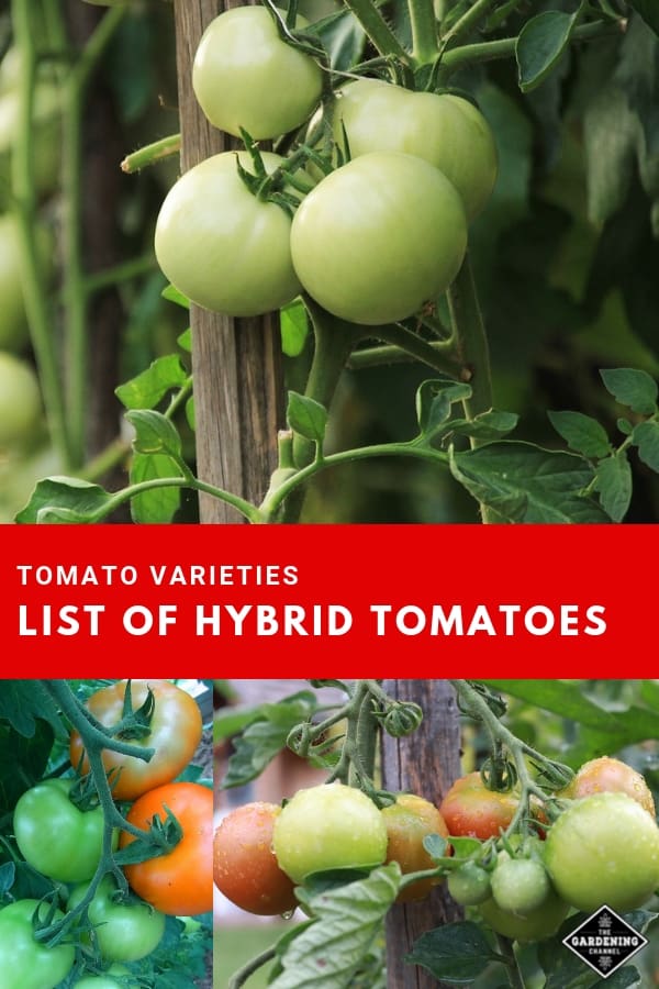 List Of Hybrid Tomato Varieties From A To Z - Gardening Channel