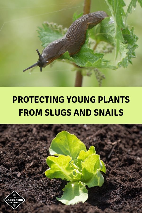 How To Protect Seedlings From Slugs And Snails - Gardening Channel