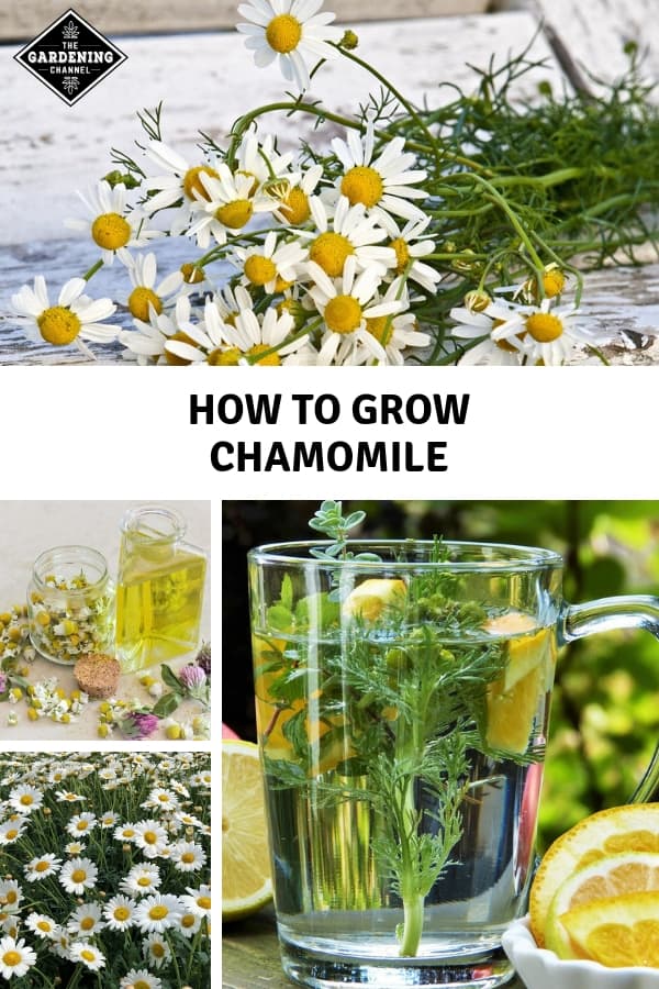 How To Grow Chamomile - Gardening Channel