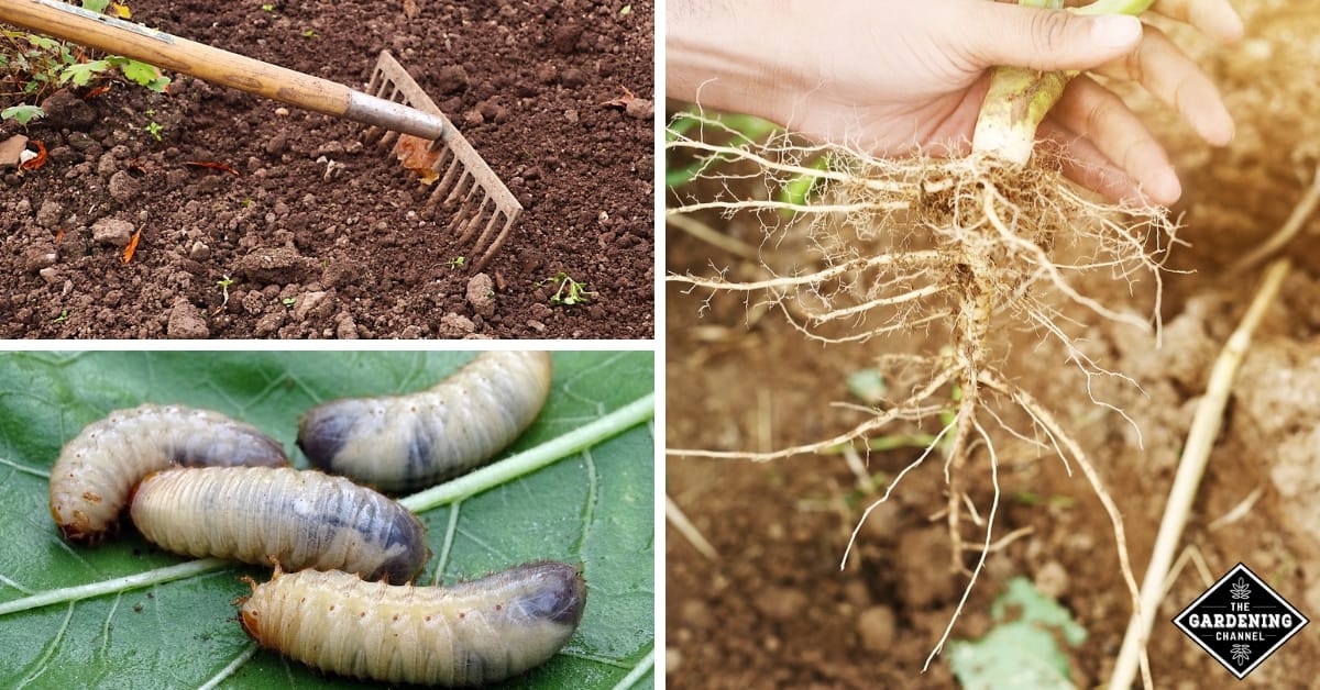 Beware of Root-Knot Nematodes in Your Garden
