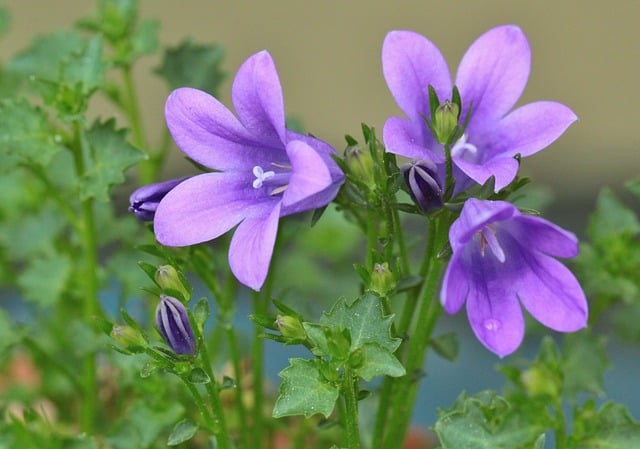 How To Grow Bellflowers - Gardening Channel