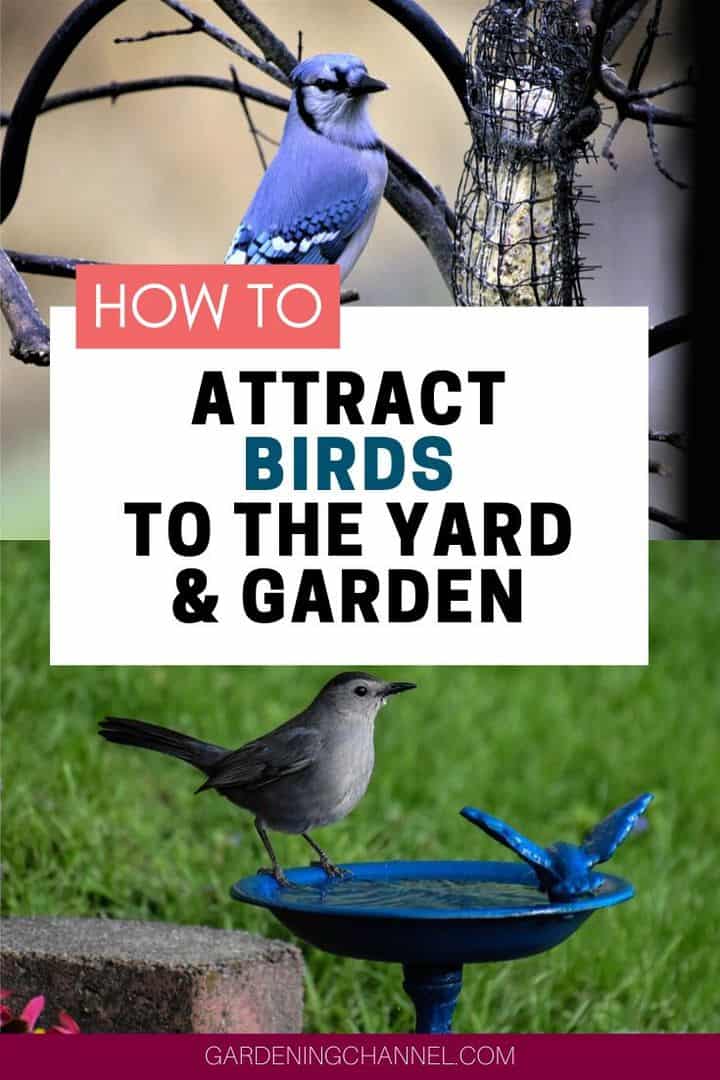 How To Attract Birds To Your Yard And Garden - Gardening Channel