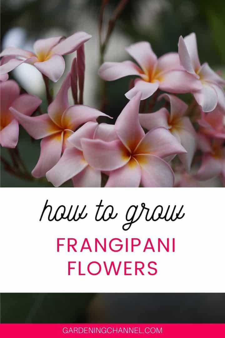 How To Grow Frangipani (Plumeria) - Gardening Channel