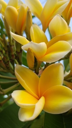 How To Grow Frangipani (Plumeria) - Gardening Channel