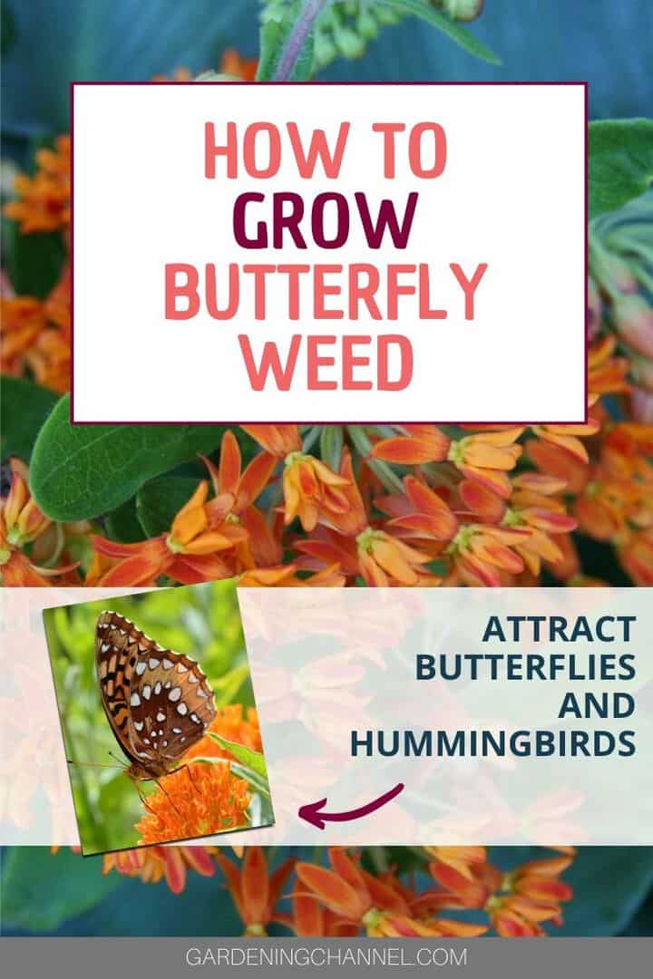 How To Grow Butterfly Weed (Asclepias Tuberosa) - Gardening Channel