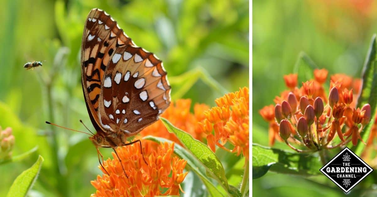 How To Grow Butterfly Weed (Asclepias Tuberosa) - Gardening Channel