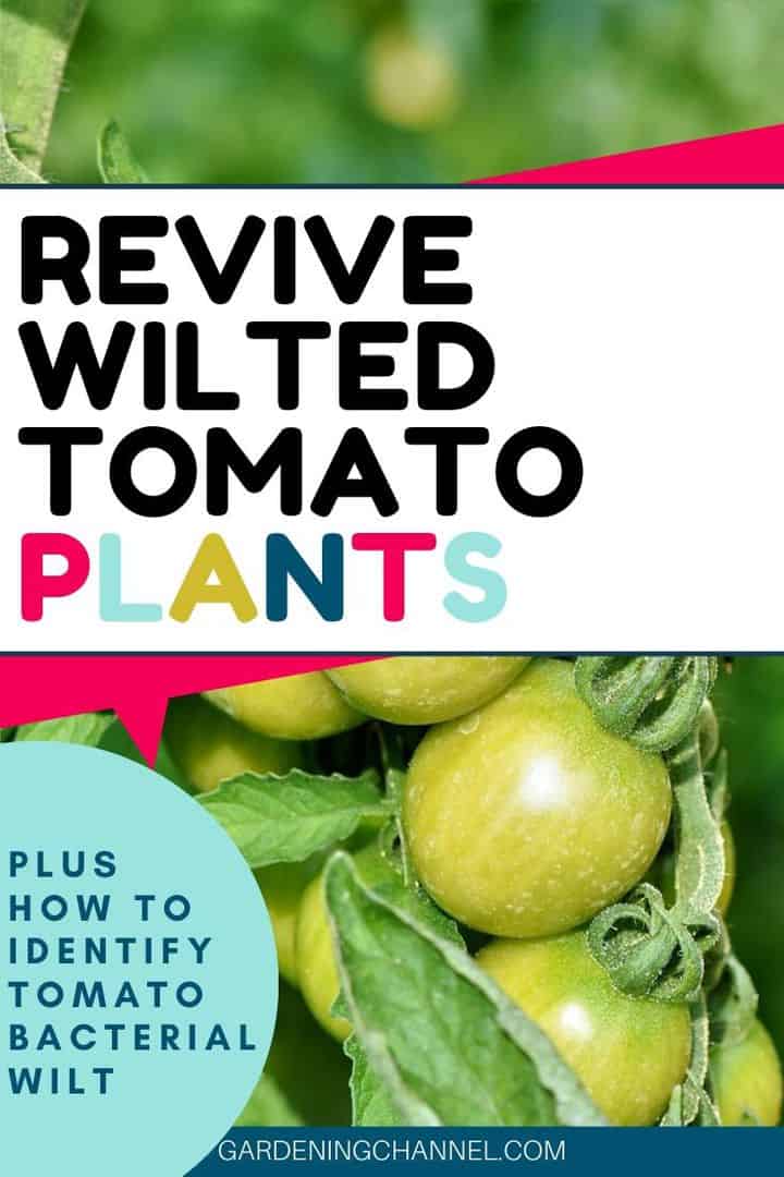 Tomato Diseases: How To Fight Bacterial Wilt - Gardening Channel