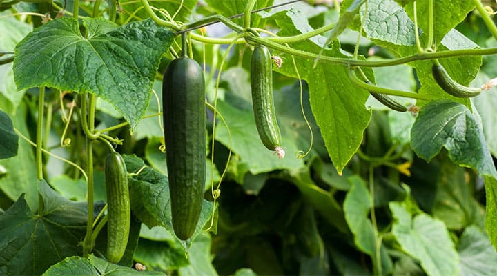 Growing Cucumbers: How to Add Crunch to Your Garden This Season