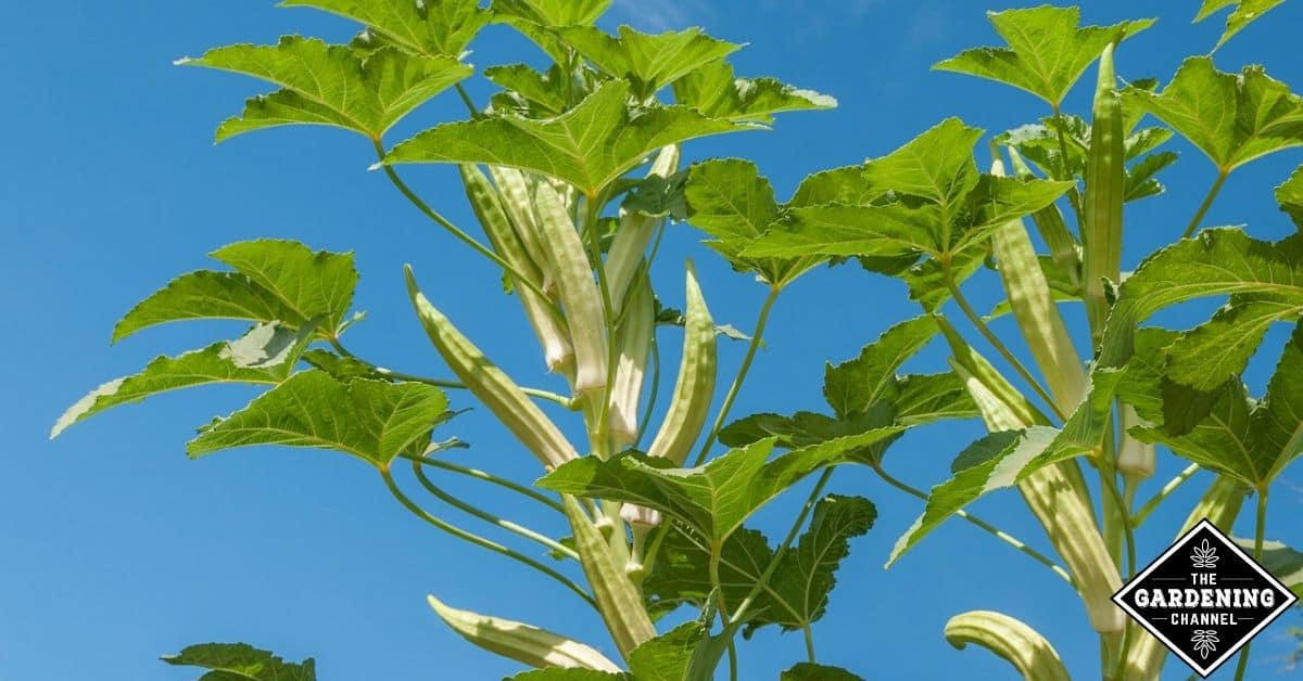 Should You Top Okra Plants Gardening Channel