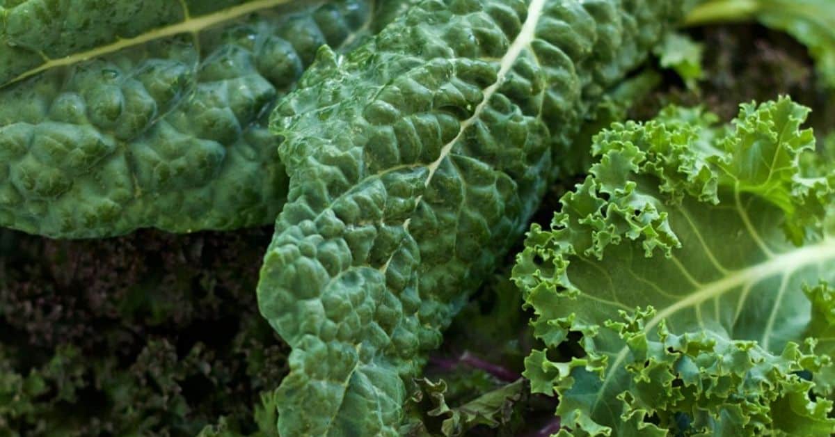 Can I Grow Kale From A Leaf? - Gardening Channel