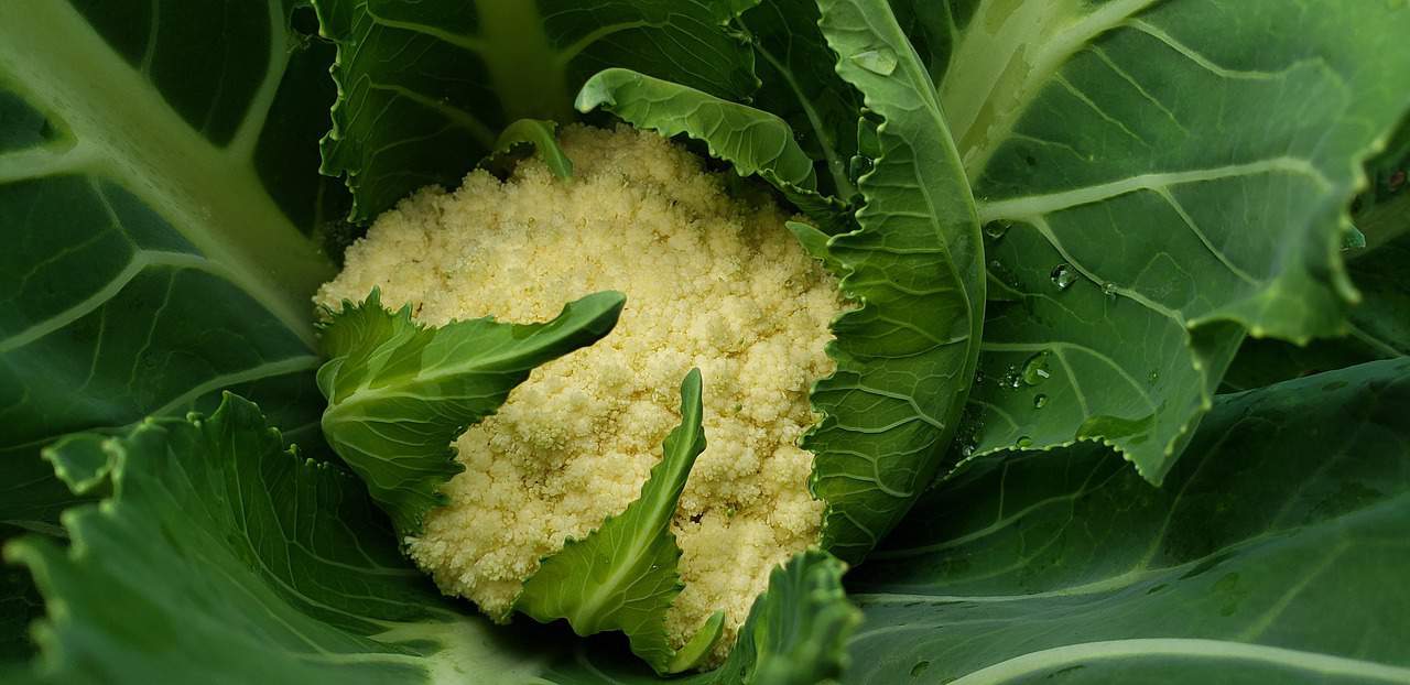 Are All Parts Of Cauliflower Edible? - Gardening Channel