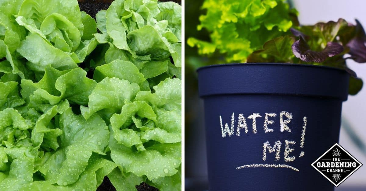 How Often Should I Water My Lettuce Plants