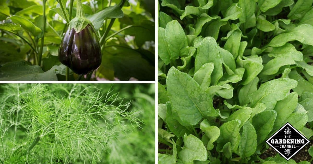 What Grows Well With Spinach? - Gardening Channel