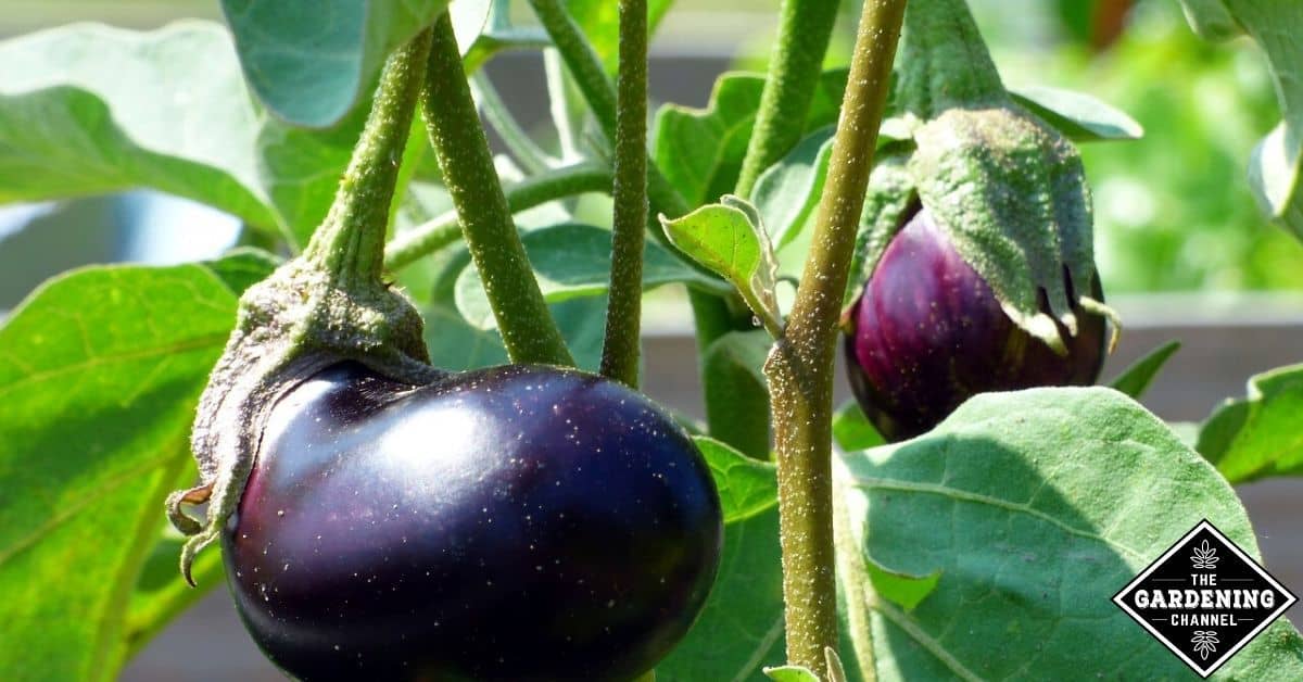 How Do You Get Seeds From Eggplant Gardening Channel