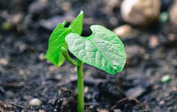 The Urban Gardener’s Guide To Growing Green Beans In Containers ...