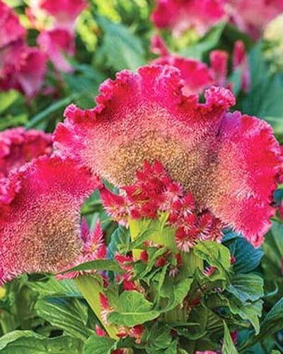 ‌Celosia‌ ‌(Cockscomb)‌ ‌Flowers‌ ‌Growing‌ ‌Guide