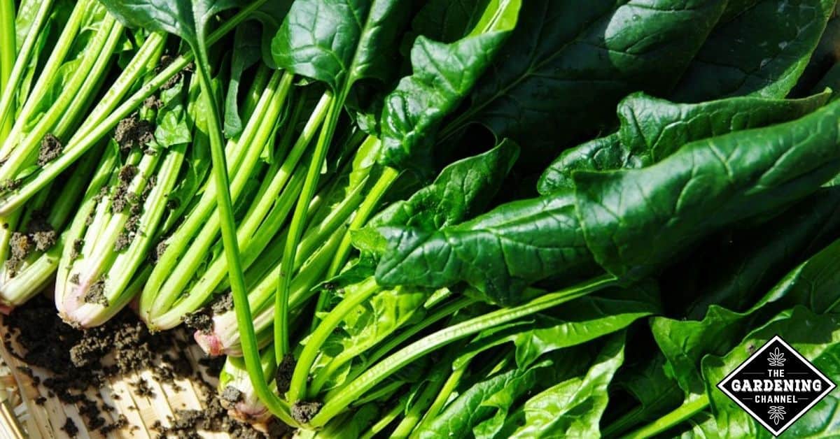 Are spinach stems healthy