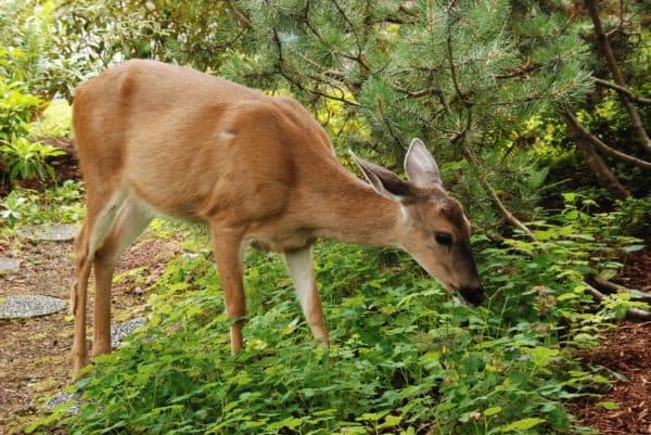 Humane Ways to Keep Deer Out of Your Garden - Gardening Channel