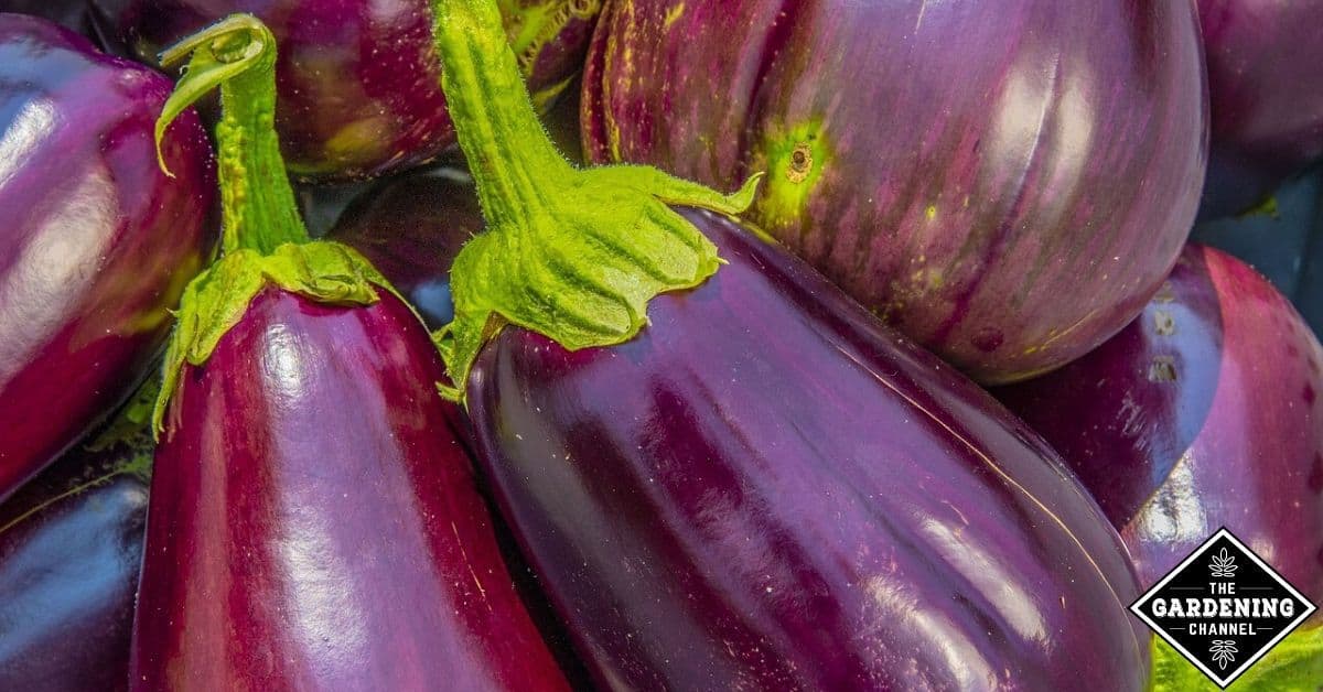 why do you soak eggplant in water before cooking