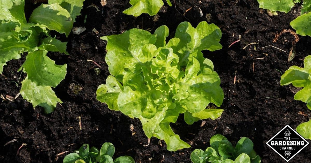 Can You Grow Lettuce In The Summer Gardening Channel