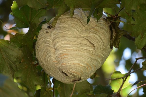 Scare Away Wasps and Hornets with This Tip - Gardening Channel