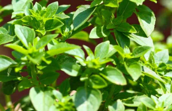 How to Grow Boxwood Basil Ocimum basilicum Gardening Channel