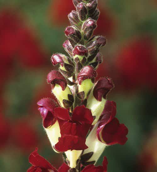 13‌ ‌Types‌ ‌of‌ ‌Snapdragon‌ ‌Flower‌ ‌You‌ ‌Might‌ ‌Not‌ ‌Know‌ ‌About‌