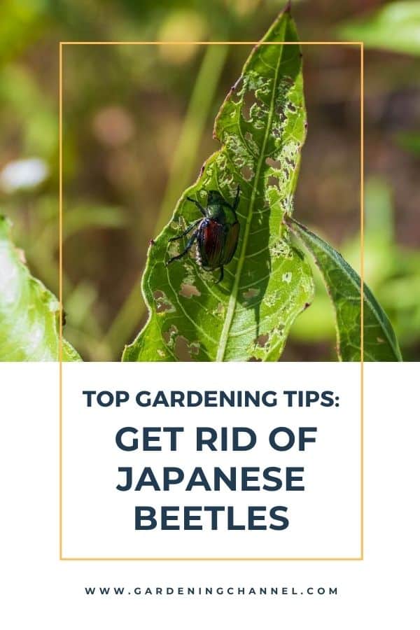 Top‌ ‌Tips‌ ‌on‌ ‌How‌ ‌to‌ ‌Get‌ ‌Rid‌ ‌of‌ ‌Japanese‌ ‌Beetles